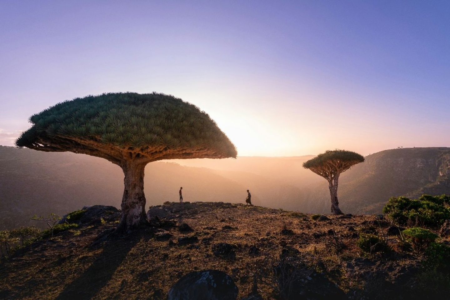 SOCOTRA