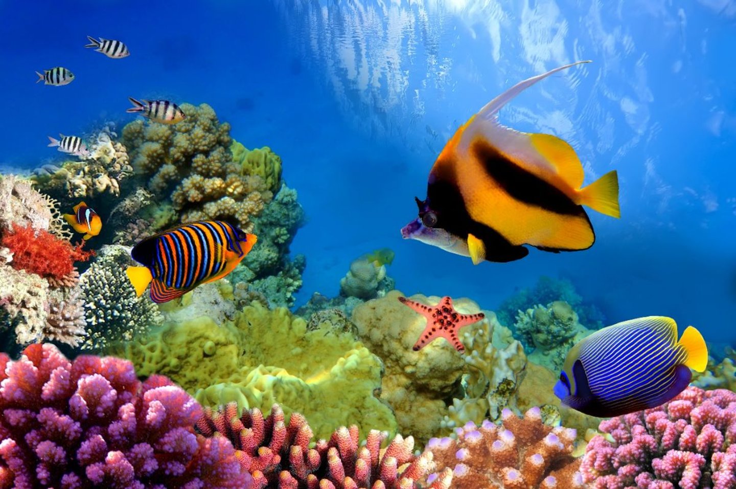 Fishes in Ocean