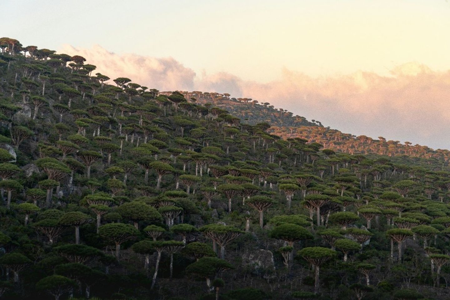 SOCOTRA