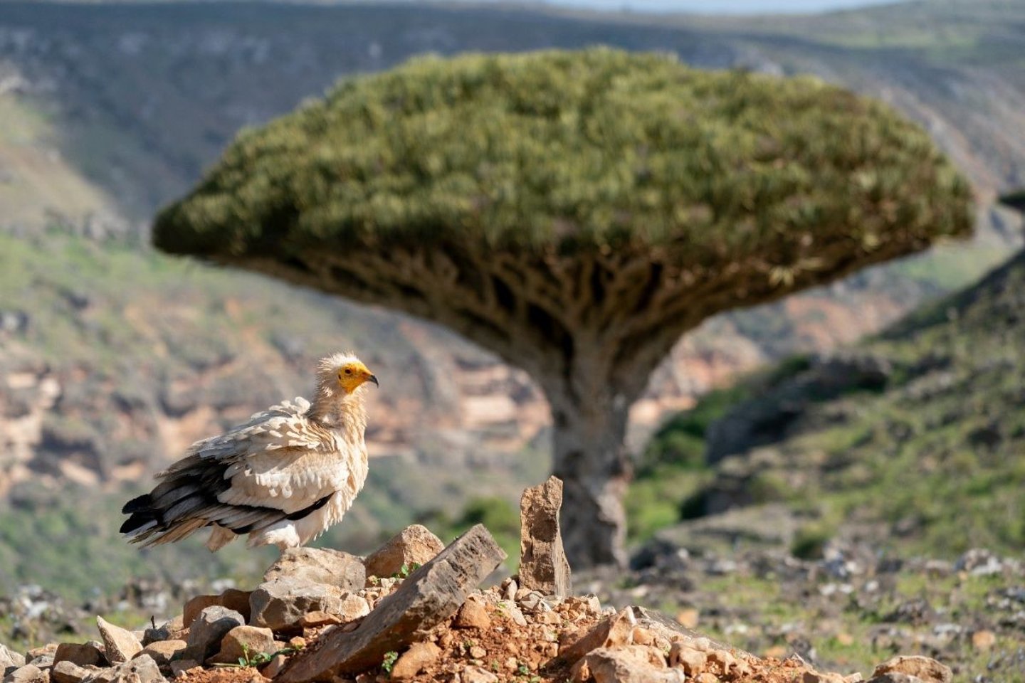 Wildlife in Socotra