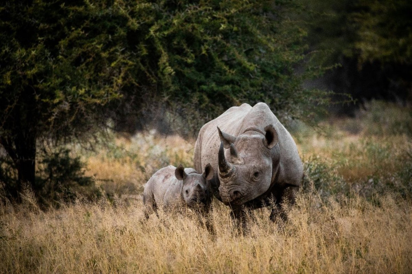 Rhinos in africa