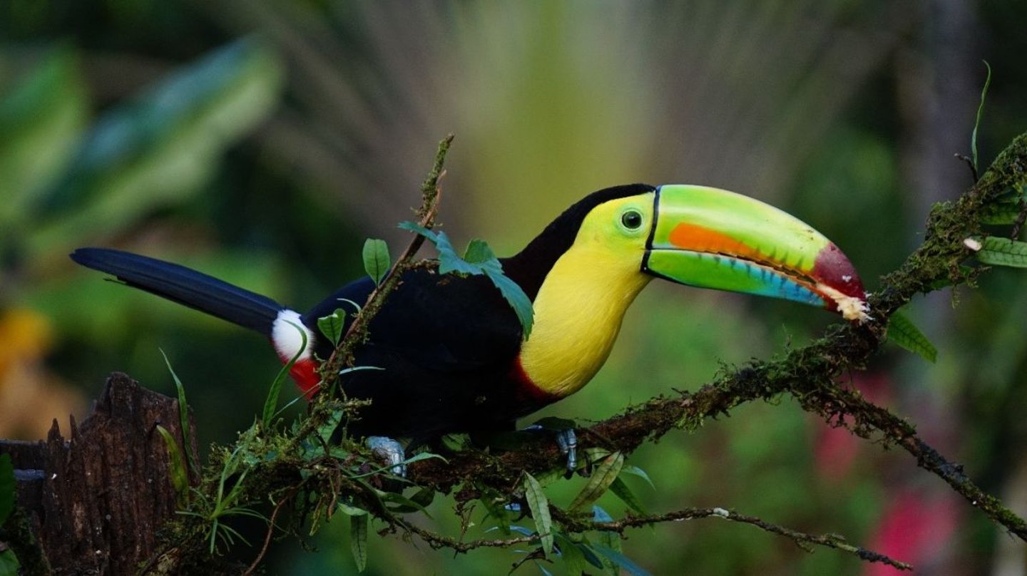 Tropical birds