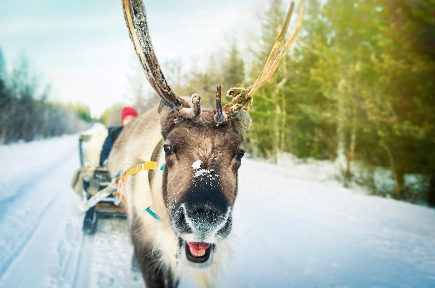 Snow Safari