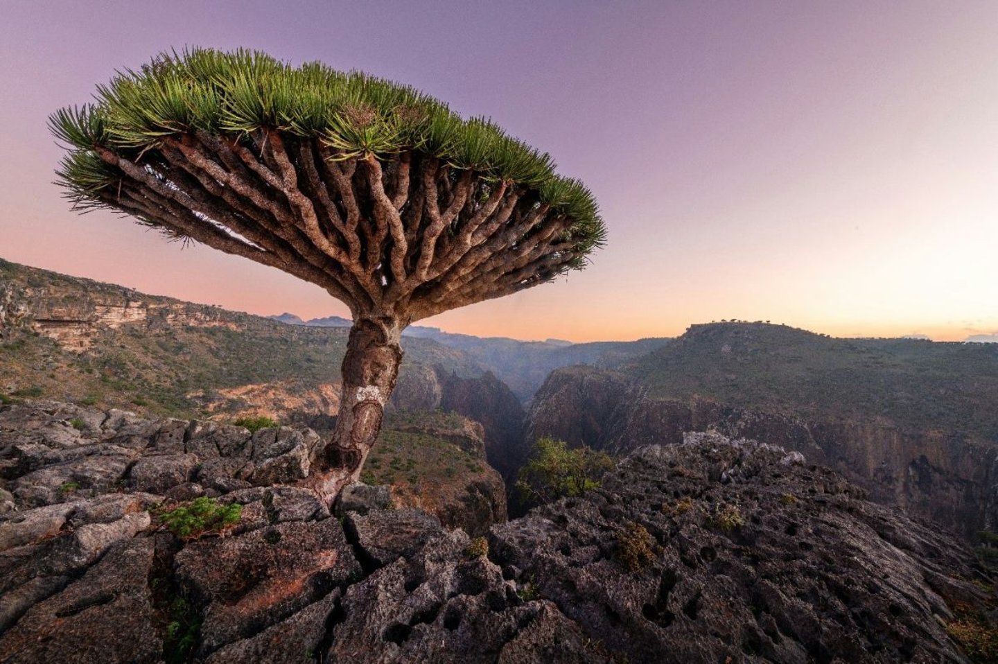 Tree in SOCOTRA