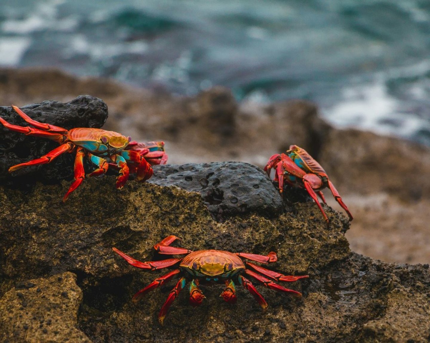 GALÁPAGOS ISLANDS