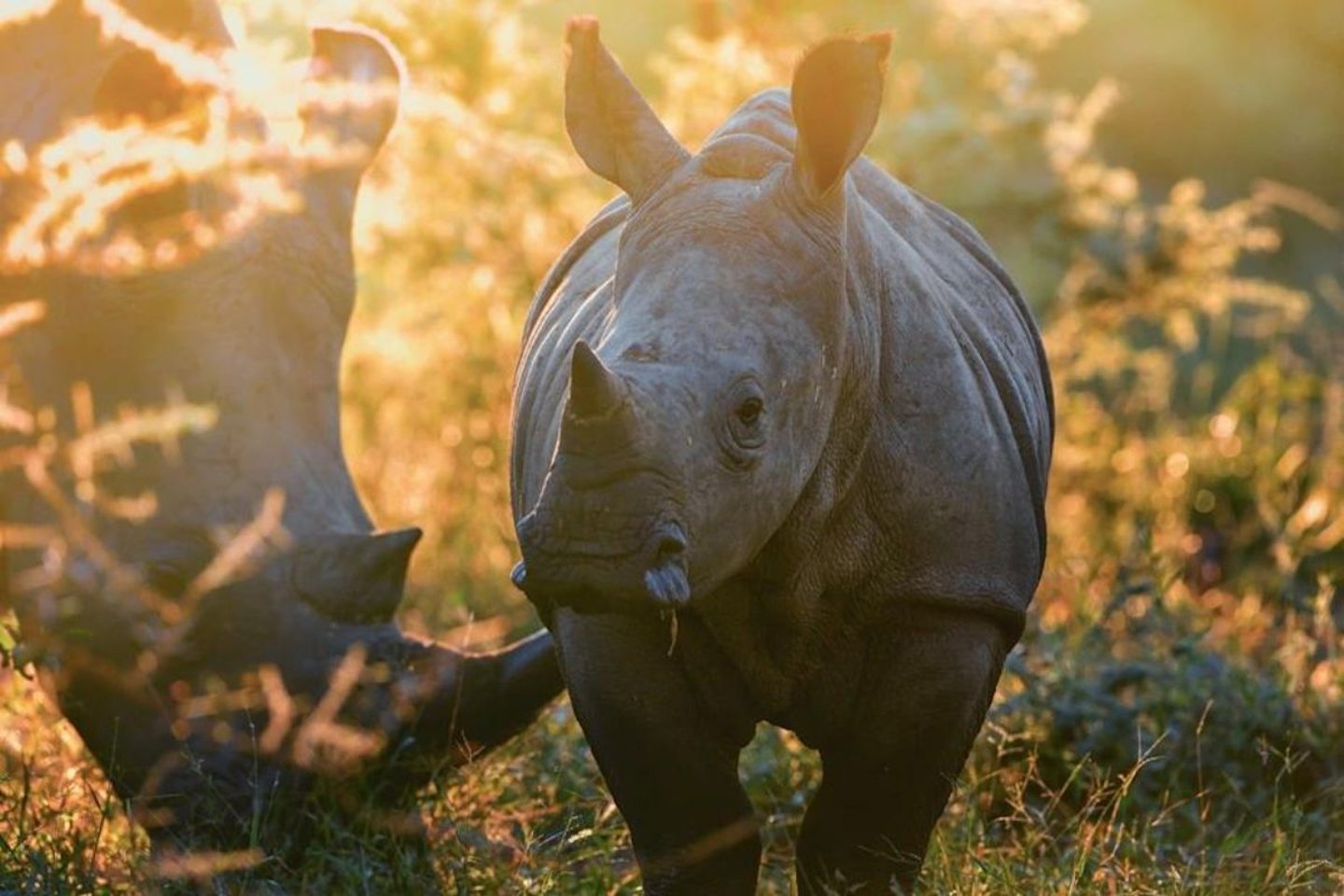 Singita Rhino Conservation and Anti-Poaching