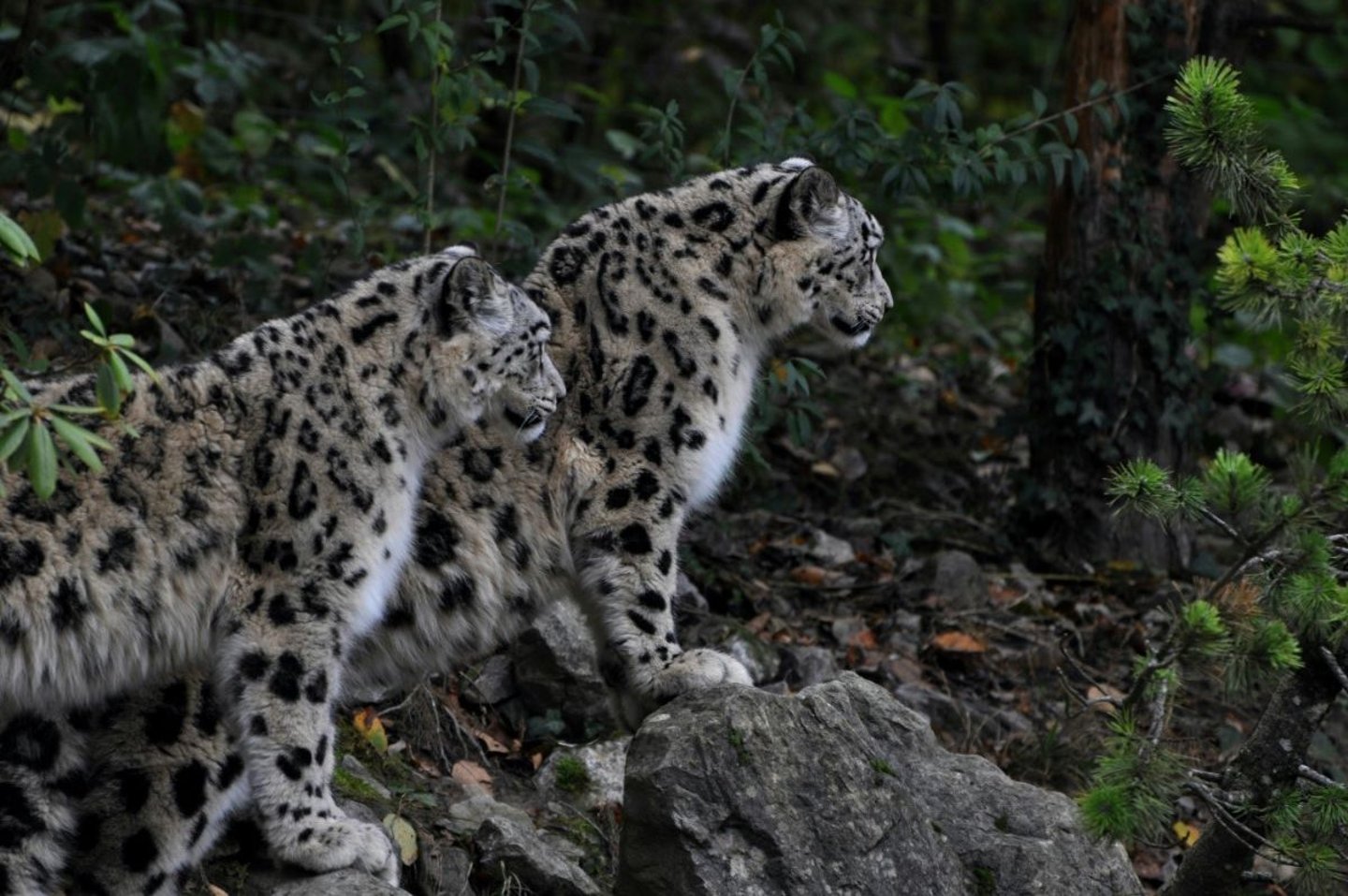 Wildlife in Himalayas